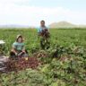 Project “Mongolia Vegetable Production and Irrigated Agriculture”